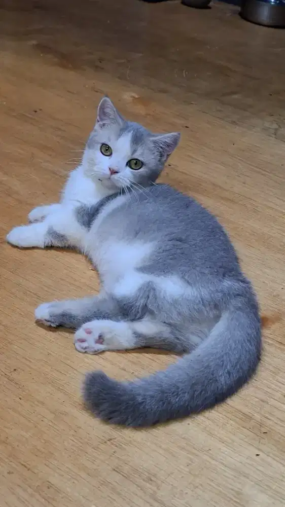 munchkin betina/bsh/scottish
