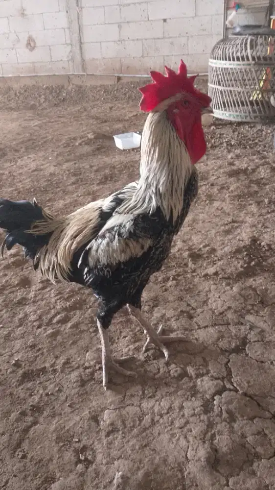 Juwal ayam pelung