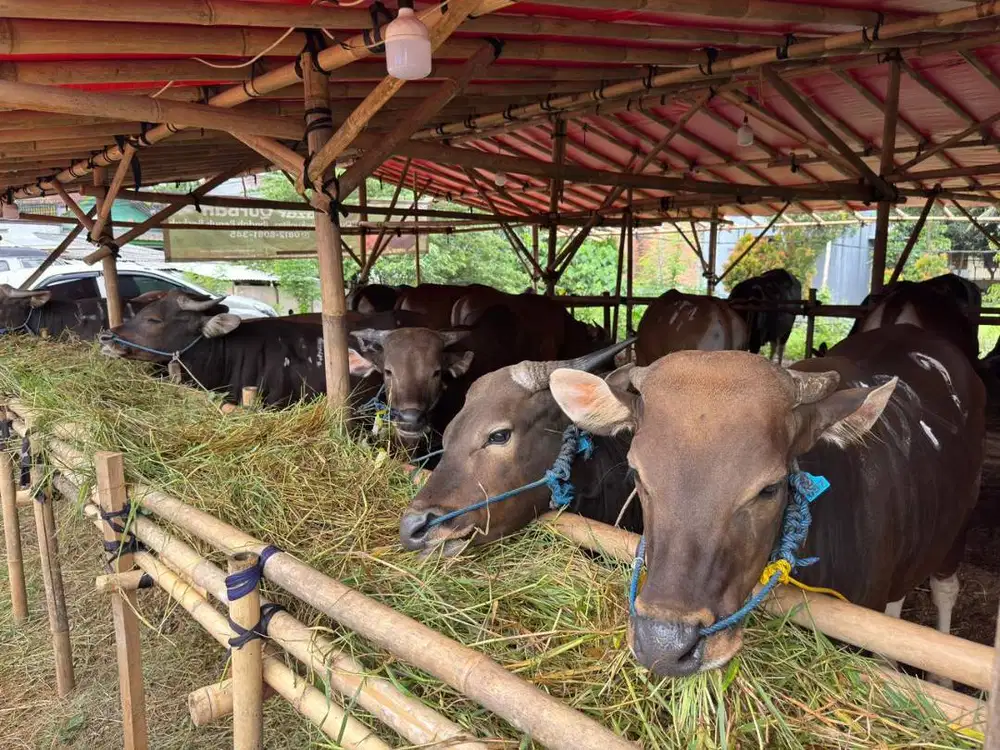 Sapi Qurban Murah Depok - Ready Sapi Bali Sehat & Harga Bersahabat