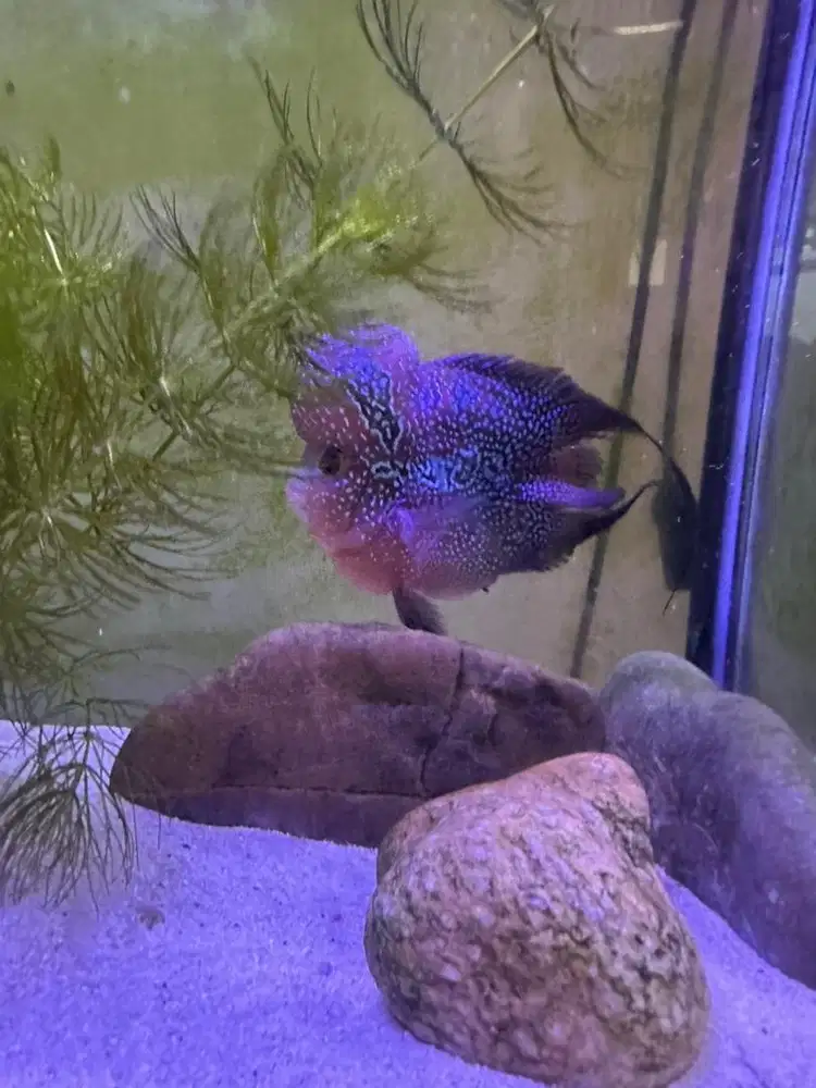ikan louhan bonsai jantan