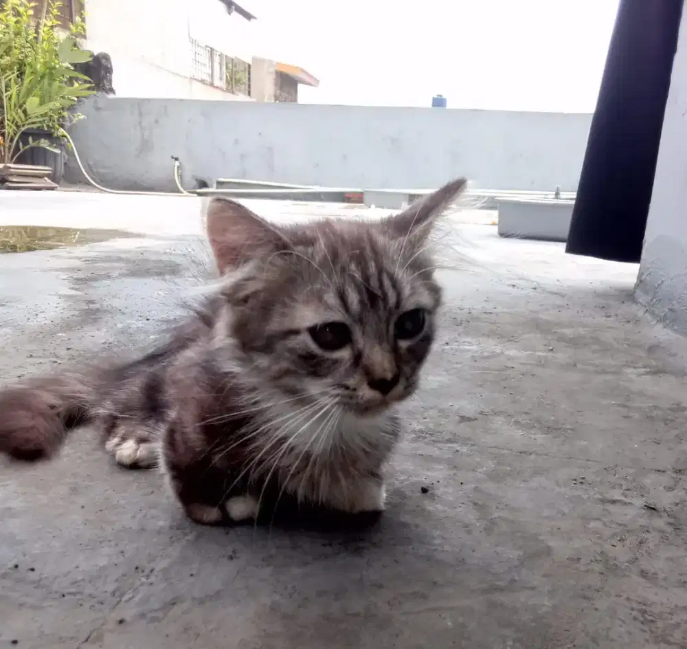 Jual kitten cebol non extrem betina pure