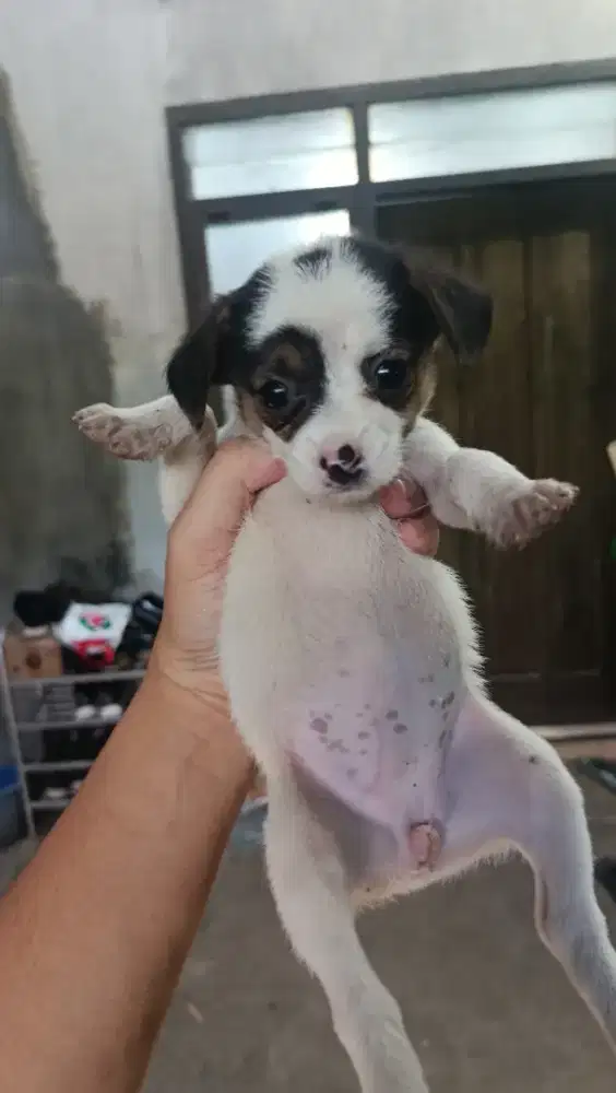 Yang Niat pelihara sayang hewan aja