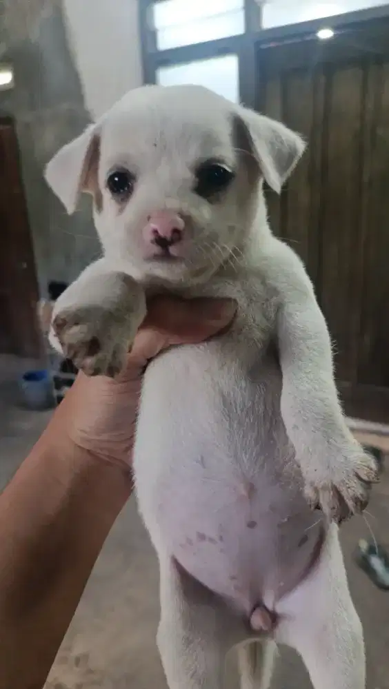 Yang suka anjing dan cinta anjing