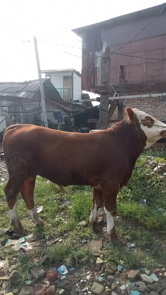 Sapi qurban bandung