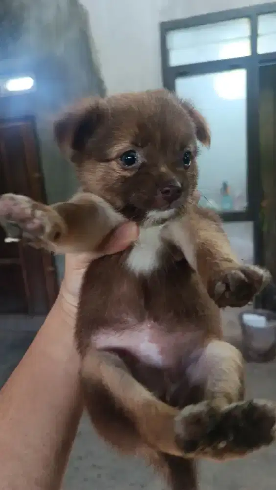 Anjingnya coklat Nego