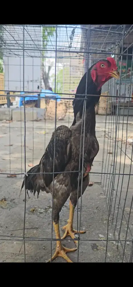 Ayam shamo eropa