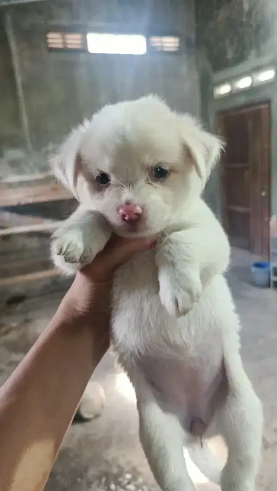 Pecinta anjing Dirawat Bulu tebal