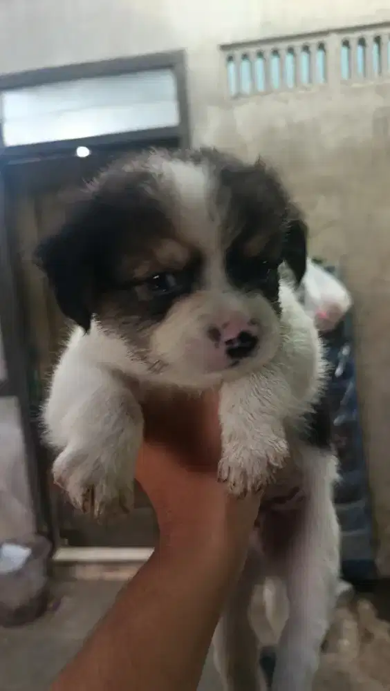 Pecinta anjing untuk dirawat