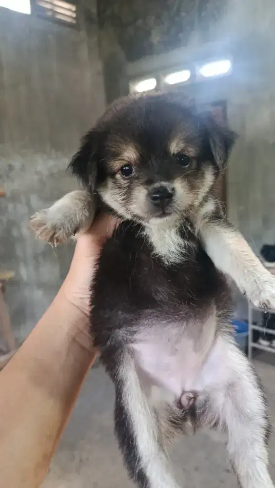 Anjing Hitam bulu mayan tebal