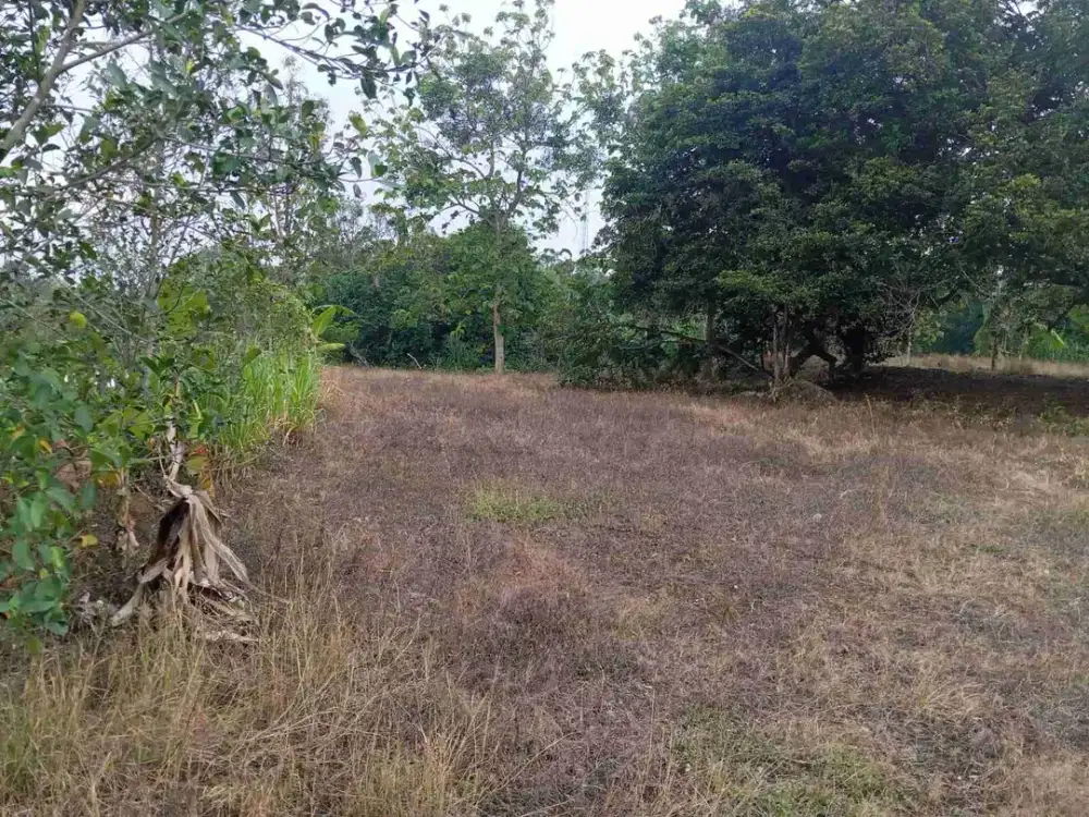 Dijual Tanah Dsn Dukuan Kidul Desa Kesamben Kulon Kec Wringinanom Gresik