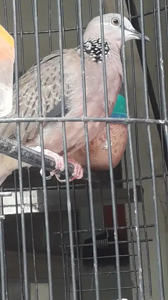 Burung tekukur jantan