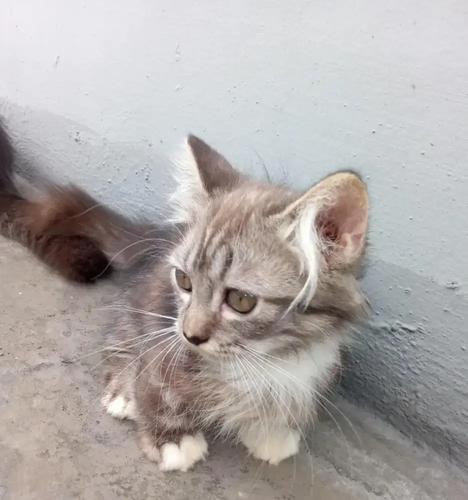 Jual kitten persia marbel betina pure