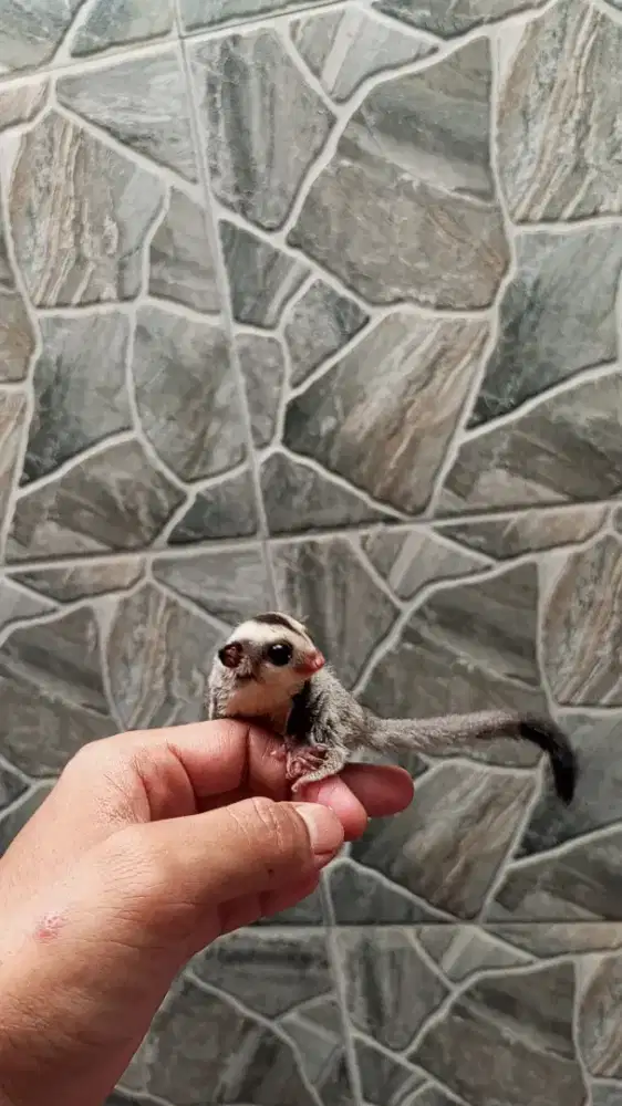 Sugar Glider Classic Grey
