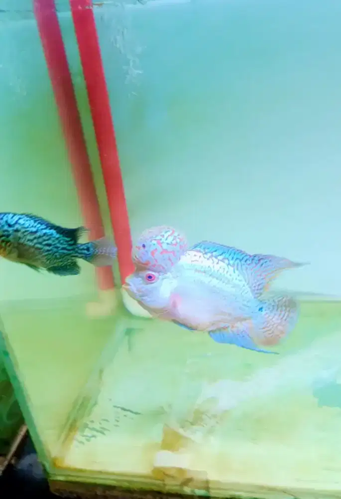 Ikan Louhan Kamfa F2