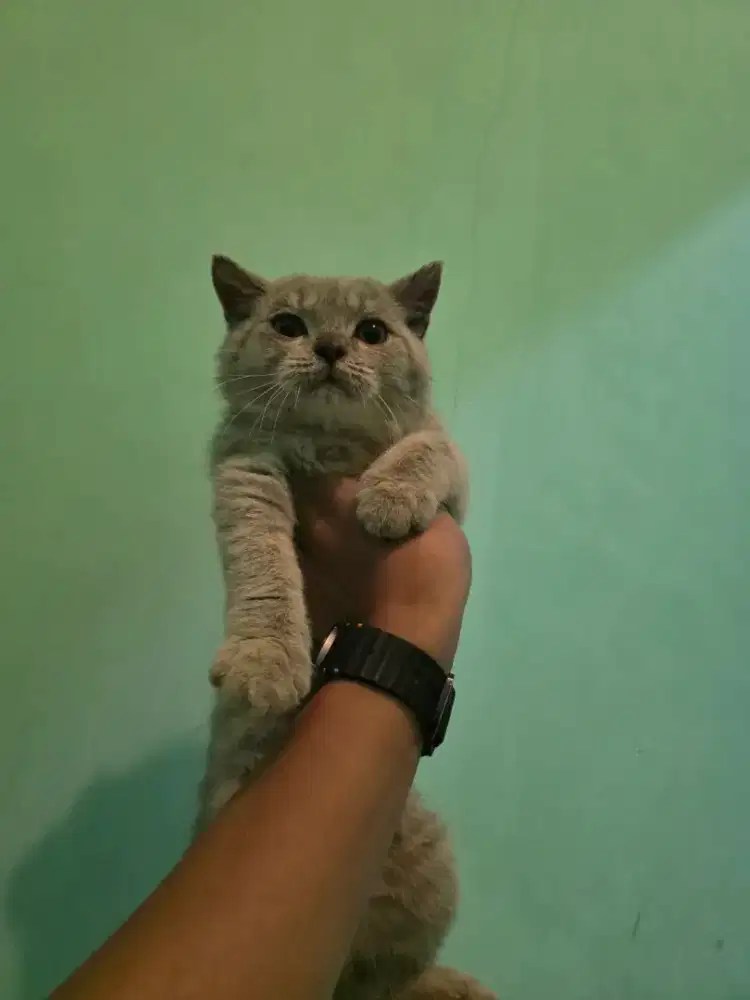 BSH Jantan 3 bulan