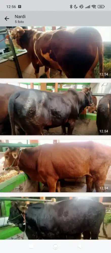 Jual domba dan sapi hewan Qurban kurban