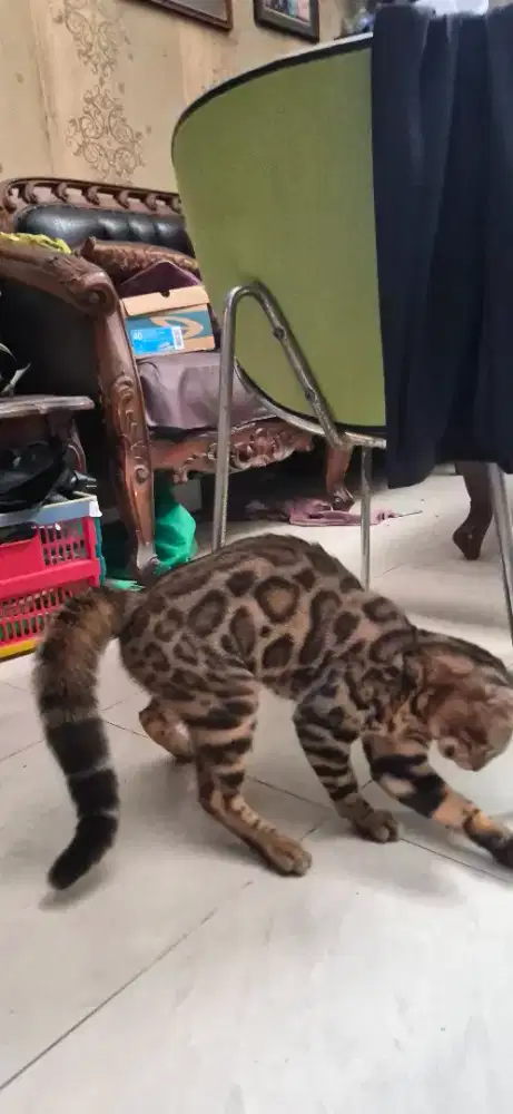 Kucing jantan sehat