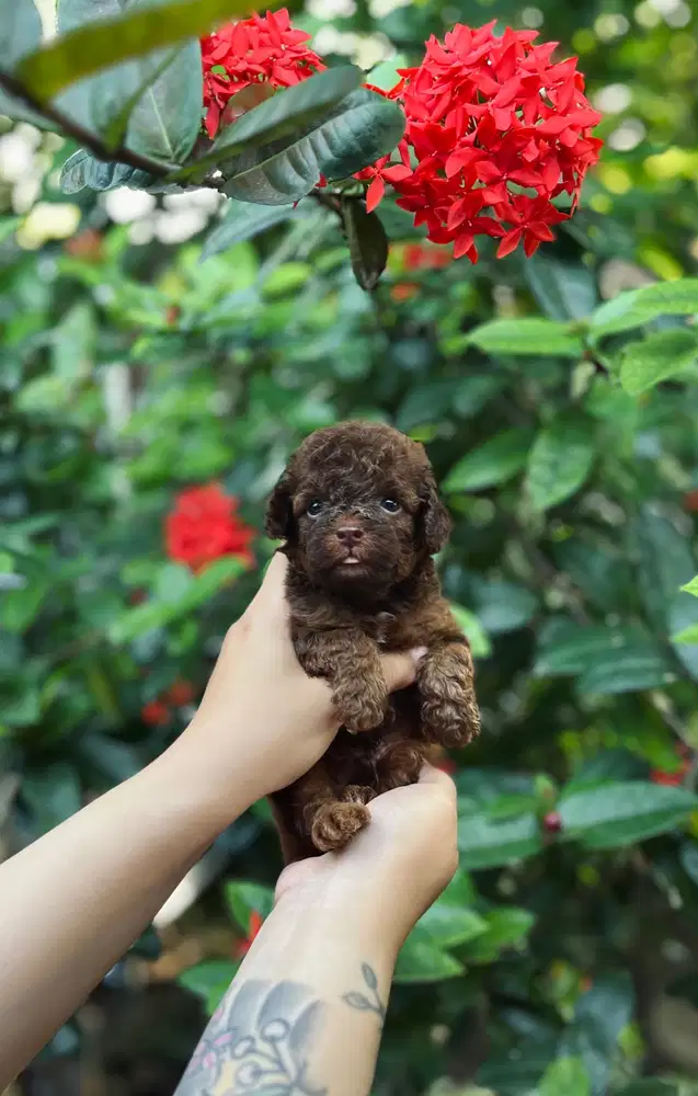 Anjing poodle warna jarang ada