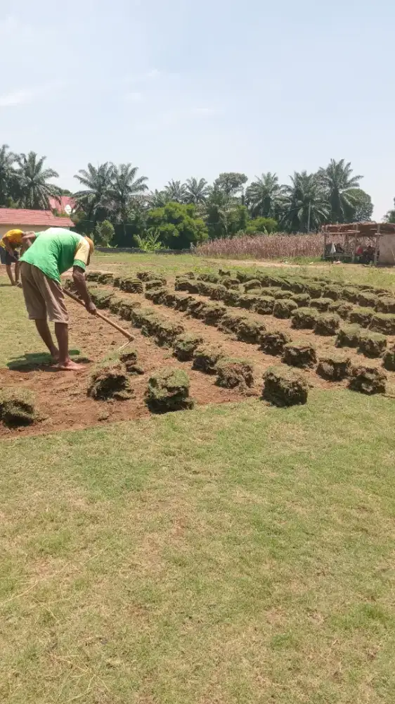 Raja rumput taman Tuntungan