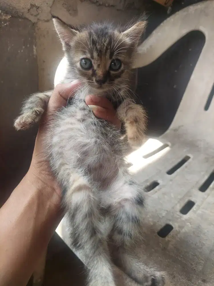 Kucing kitten persia