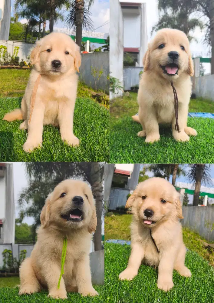 JUAL PUPPY GOLDEN RETRIEVER