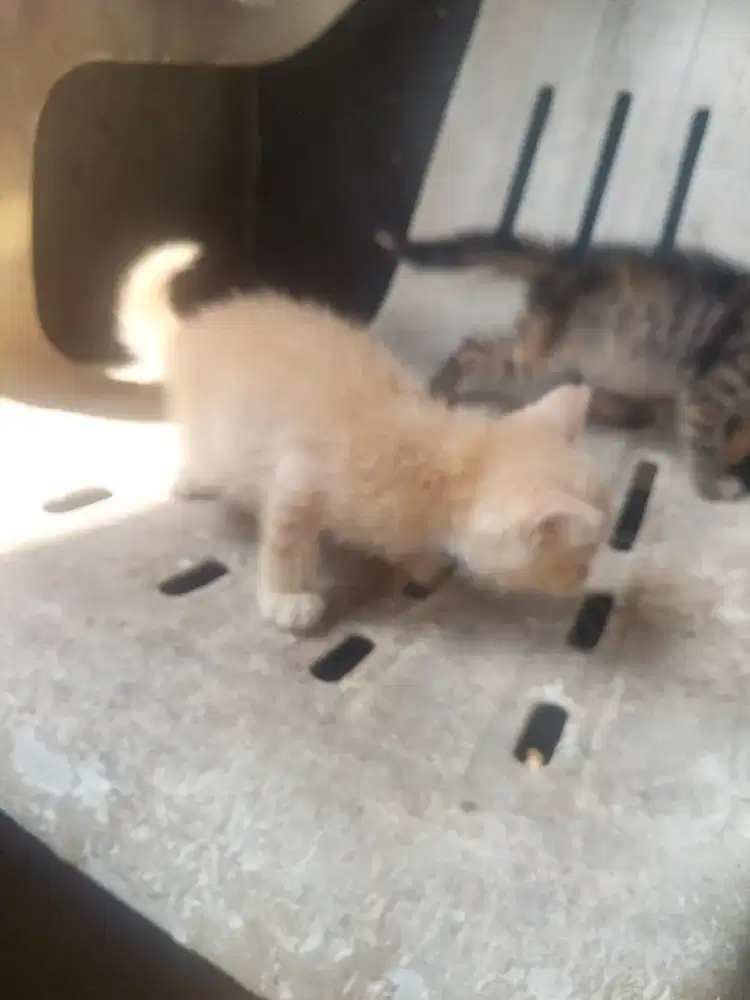 Kucing kitten persia