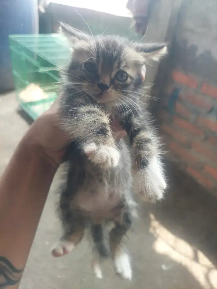 Kucing kitten peresia