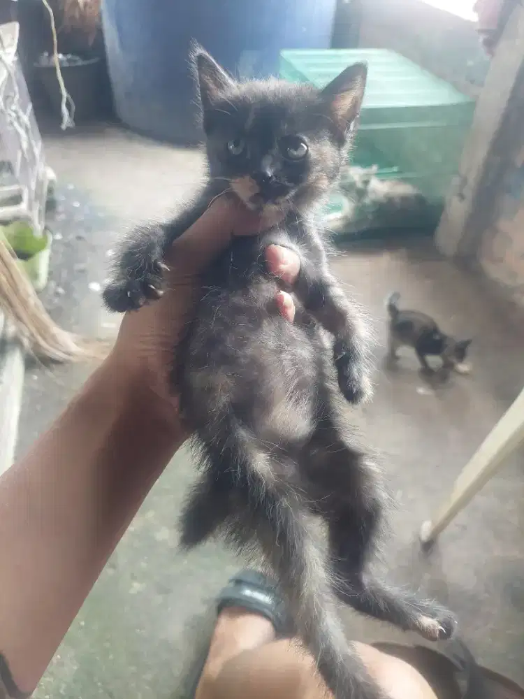 Kucing kitten persia