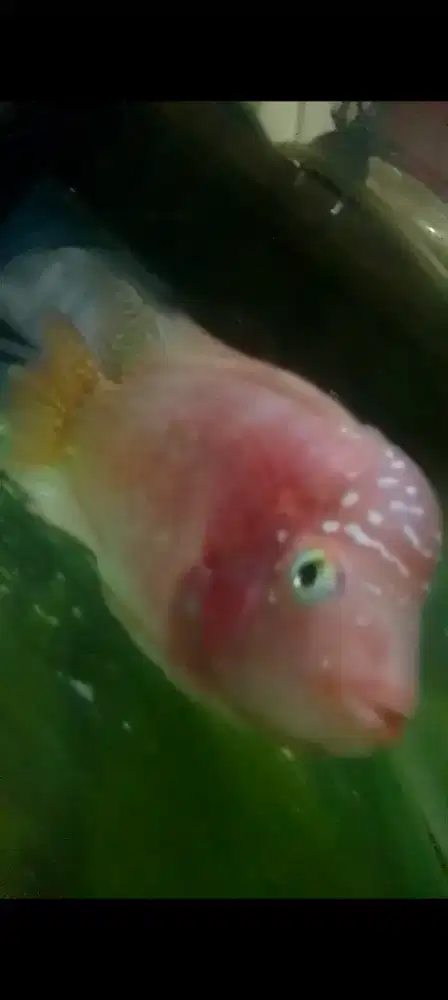 Ikan louhan Golden Base
