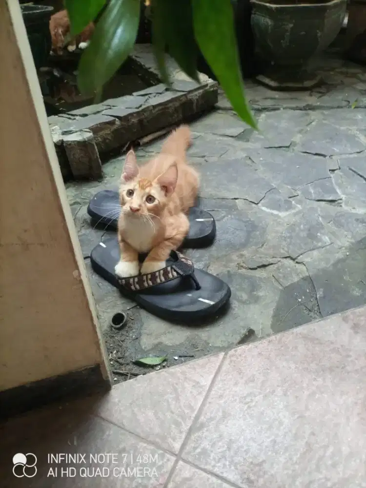 Kucing mainecoon