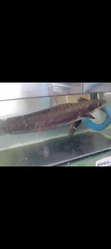 Ikan chana Maru Ys