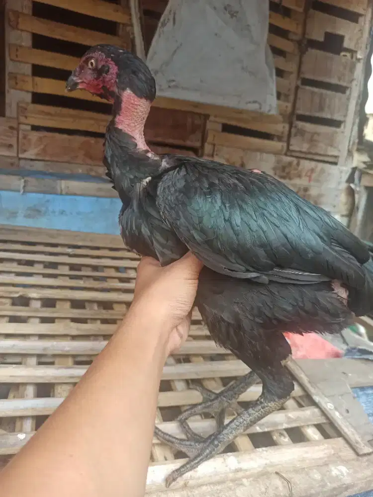 Ayam biang ganoi Bangkok