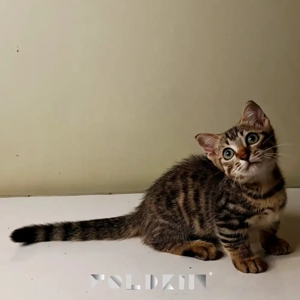 Munchkin mix sf jantan