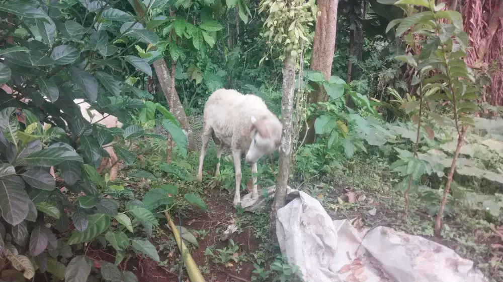 Di jual kambing uk besar harga terjangkau di jamin sehat