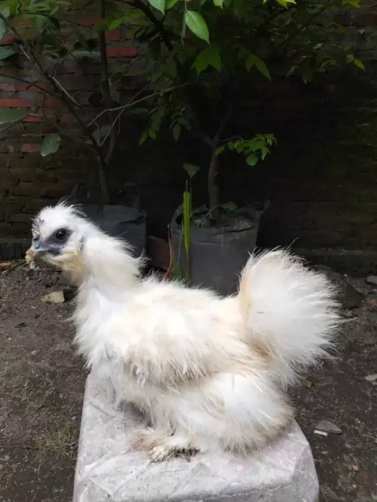 Ayam hias silkie