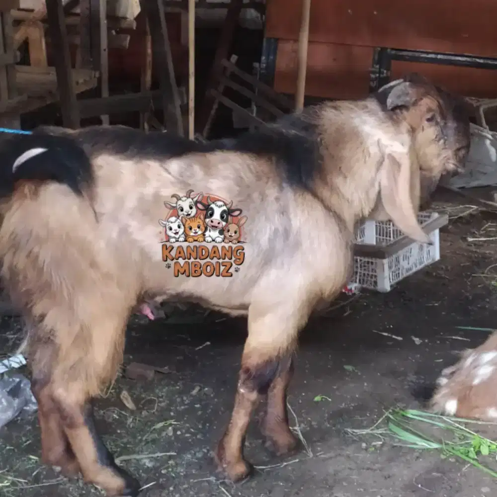 Kambing kurban Spek Ndaging