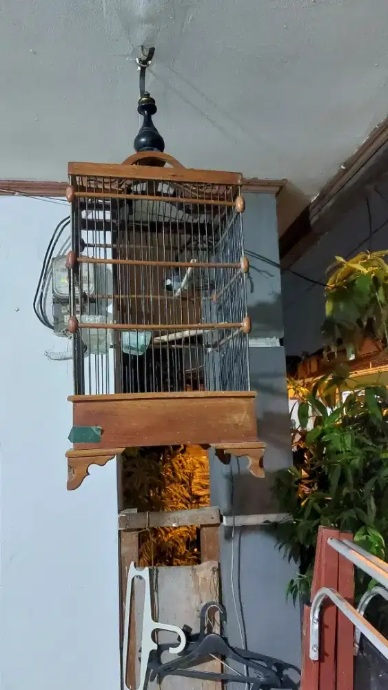 Gelatik Bartu rajin