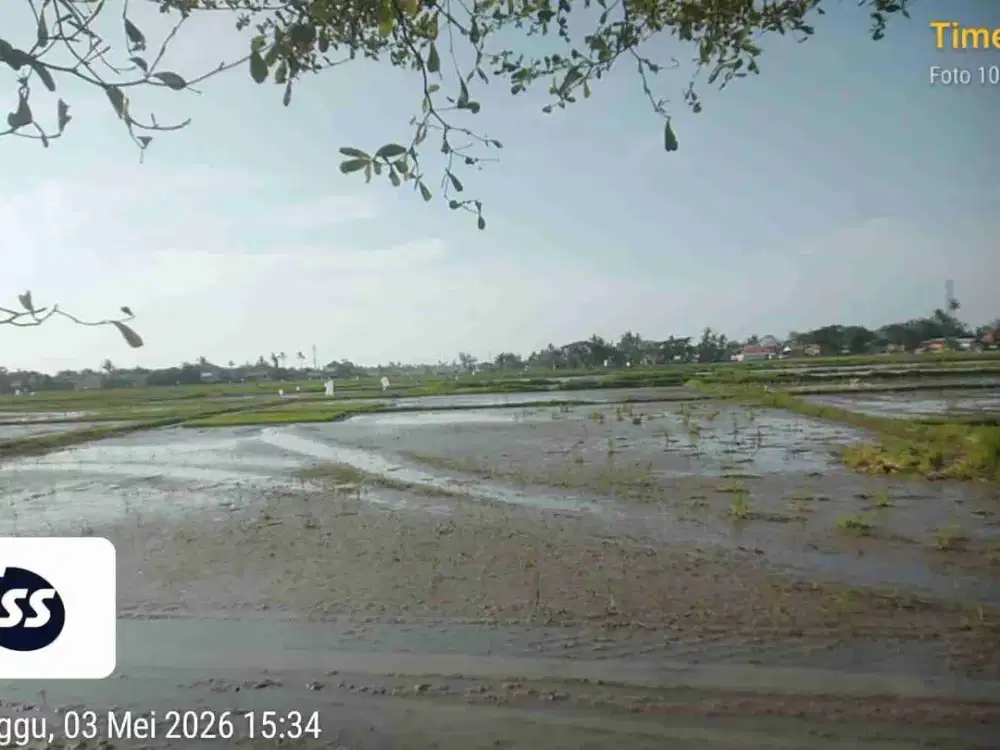 Dijual Sebidang Tanah Sawah Di Sepatan timur kampung kelor