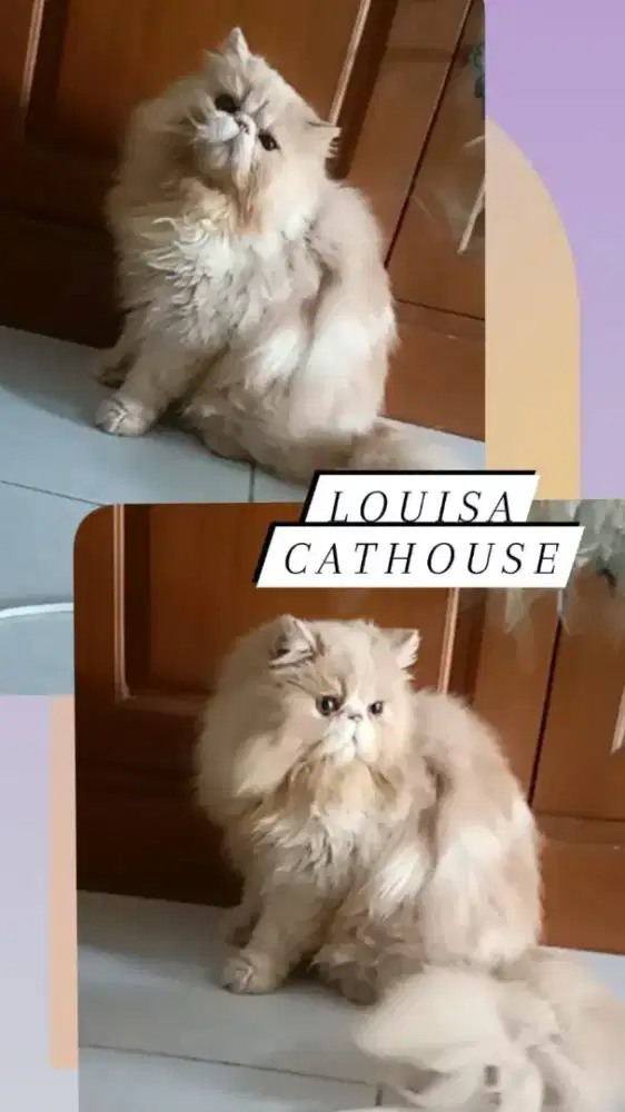 kucing Persia peaknose