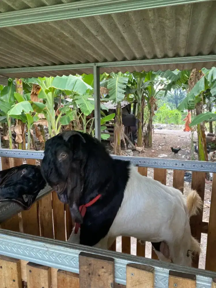 Kambing untuk Qurban