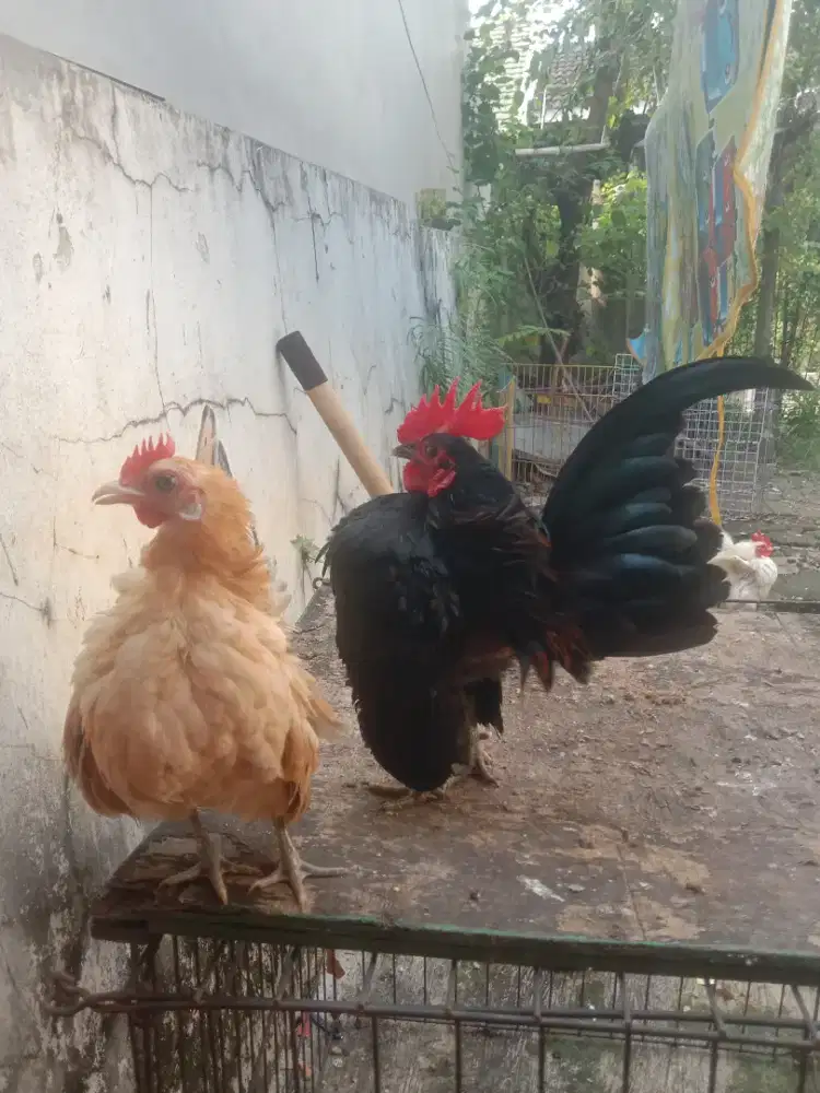 Ayam Serama sepasang