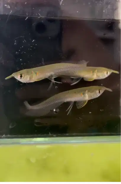 Hiasan Aquarium Arwana Silver red