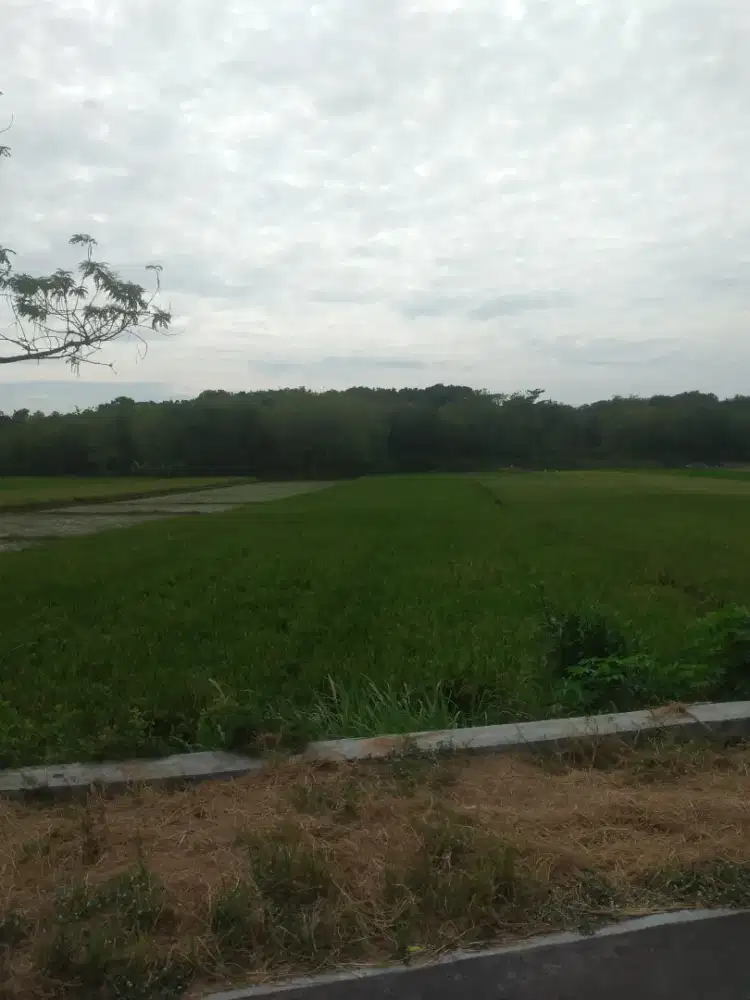Dijual tanah sawah SHM 3666 m2  Ngedok Gumuk Rejo Teras  Boyolali