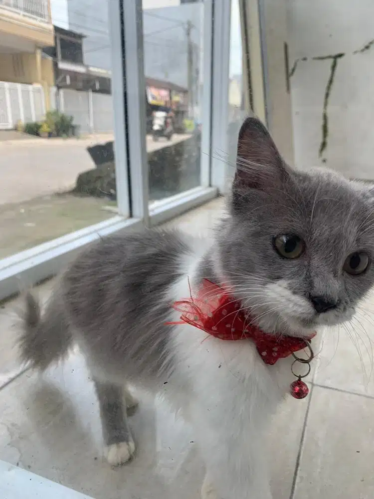 Kucing Persia Dom Abu Gosok