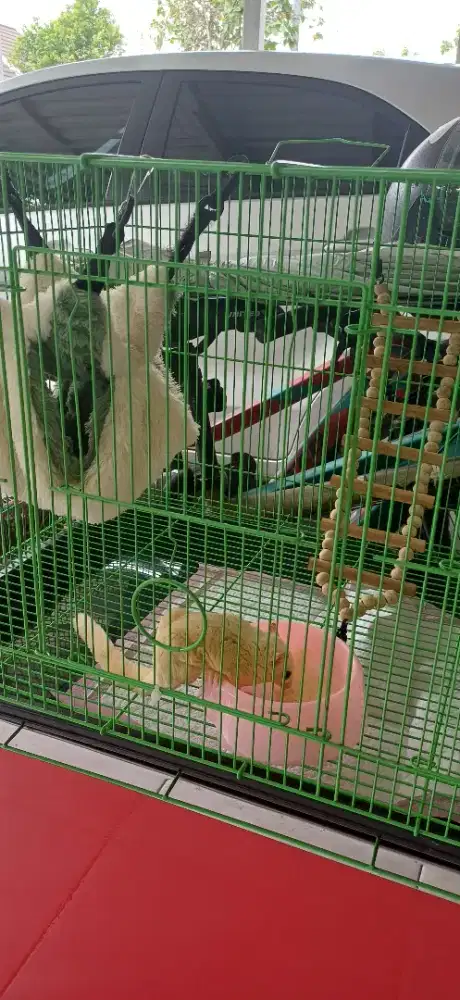 Jual Sugar Glider