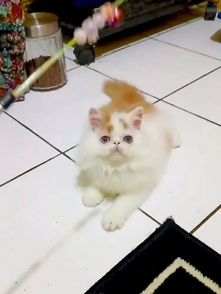 Kucing Persia Peaknose Jantan