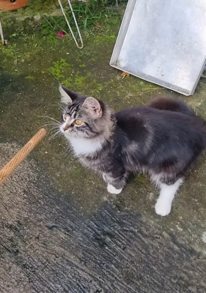 Kucing Betina Maine Coon