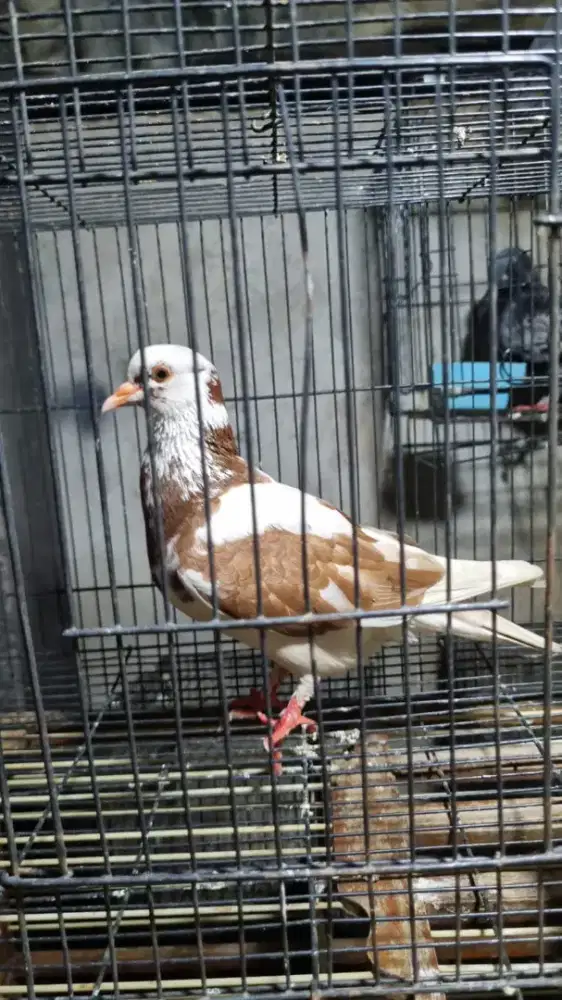 Merpati Cewean Lenjeh