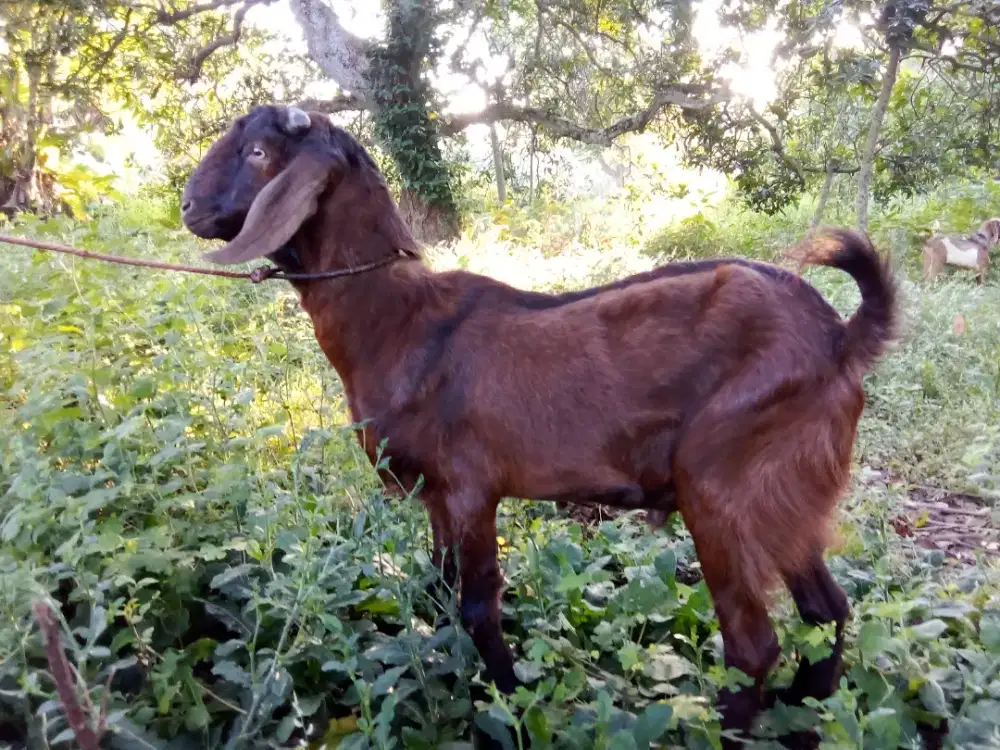 jual kambing aqiqoh,qurban harga ekonomis,