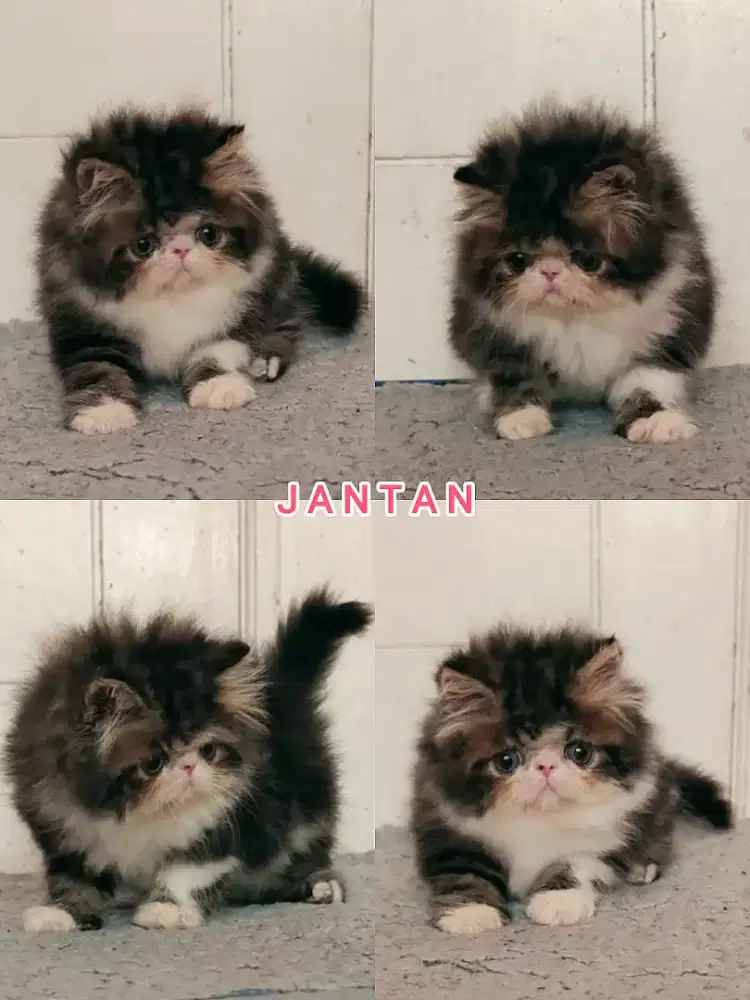 Kitten jantan super lucu